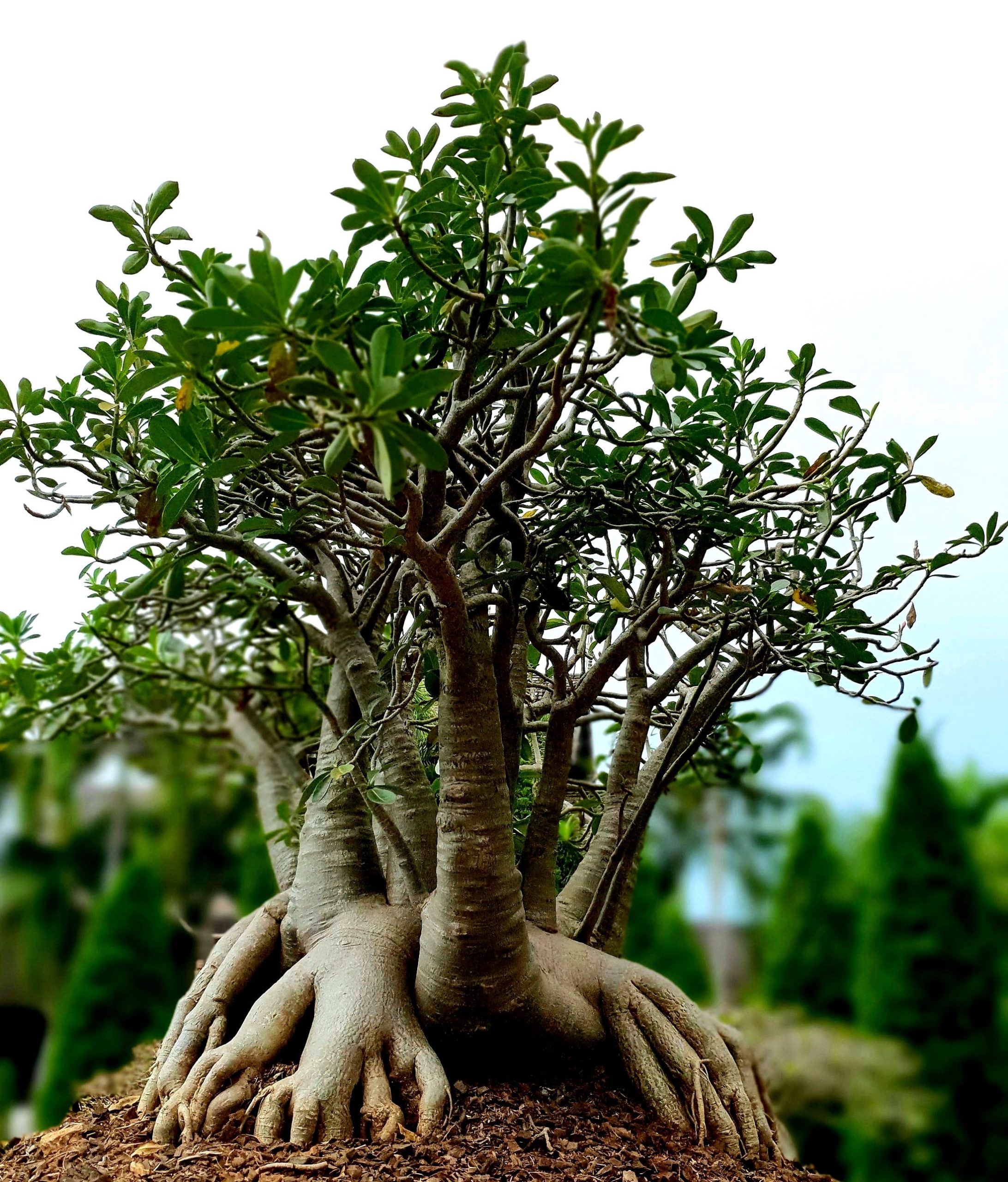 tree of life